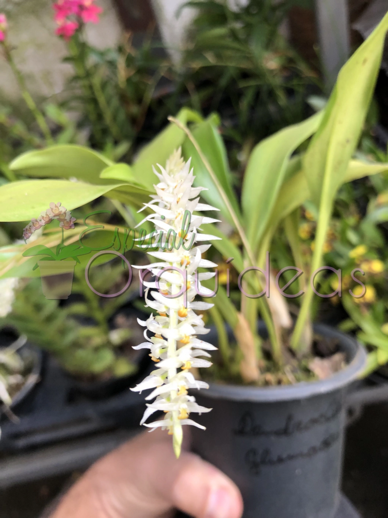 DENDROCHILUM GLUMACEUM