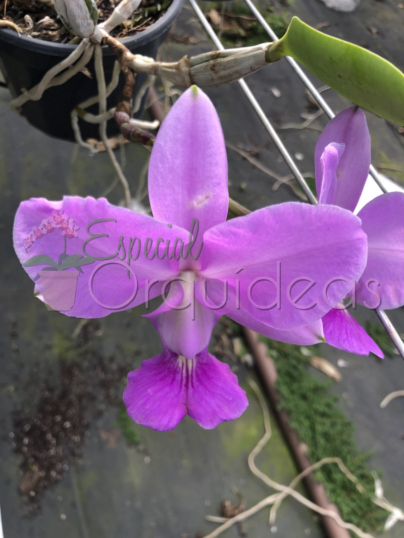 CATTLEYA WALKERIANA TIPO CRUZAMENTOS VARIADOS