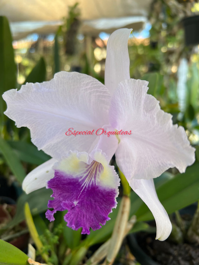 Cattleya luddemmaniana coerulea