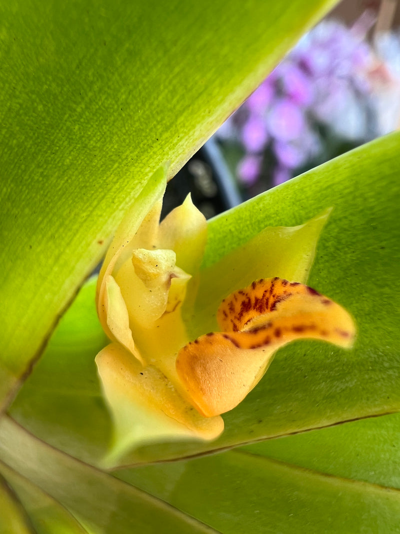 MAXILLARIA ORQUÍDEA BROMÉLIA