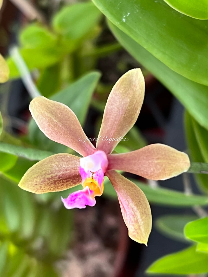 Phalaenopsis honghenensis x Pha mariae