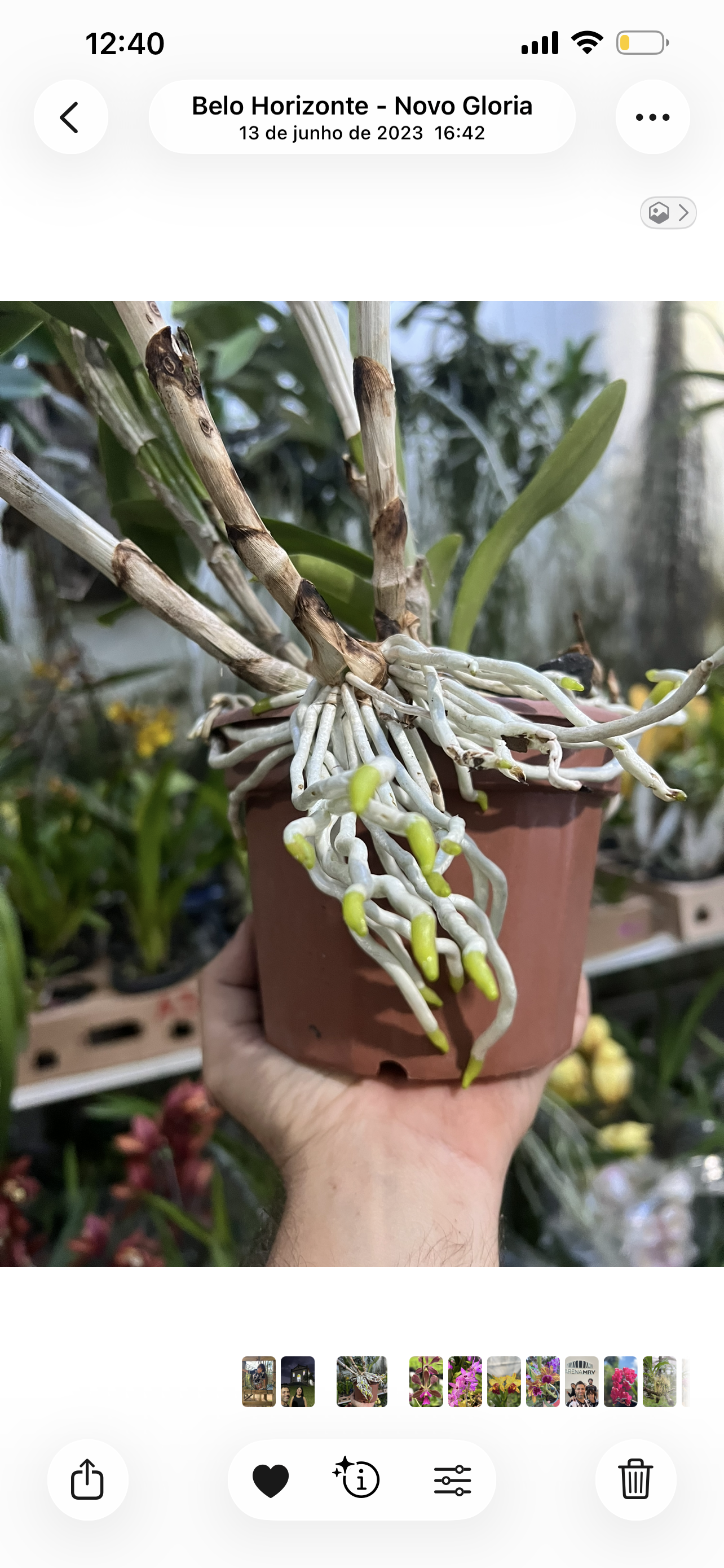 Bc. (Pastoral Innocence × Maikai Mayumi)