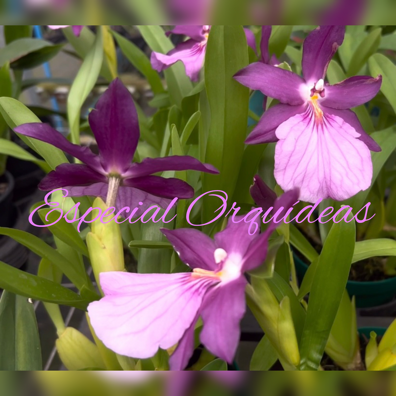 MILTONIA MORELIANA (MUDINHA)