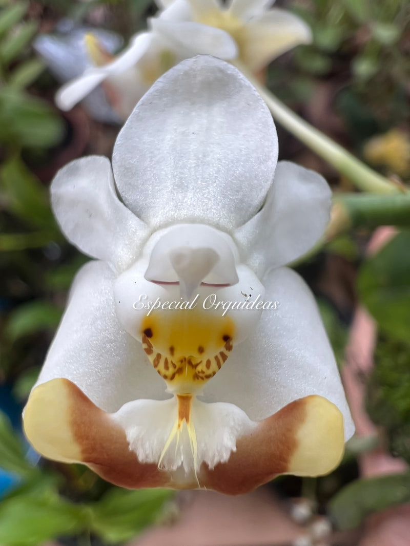 Phalaenopsis lobbii