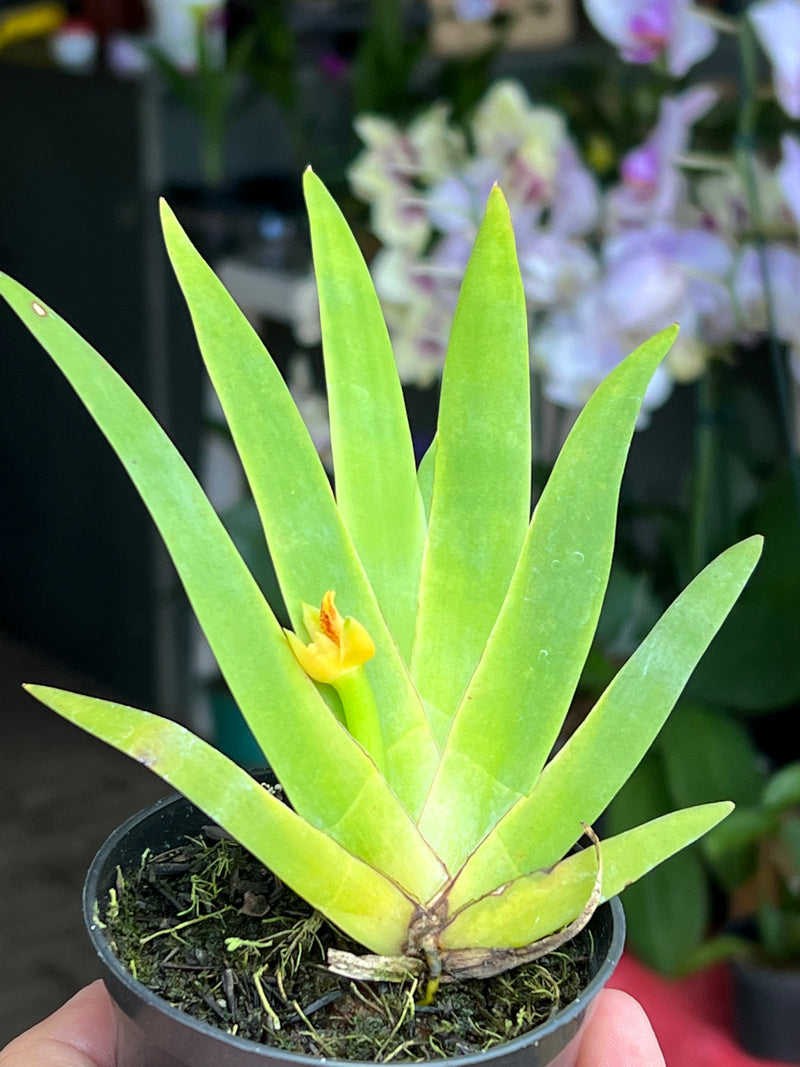 MAXILLARIA ORQUÍDEA BROMÉLIA