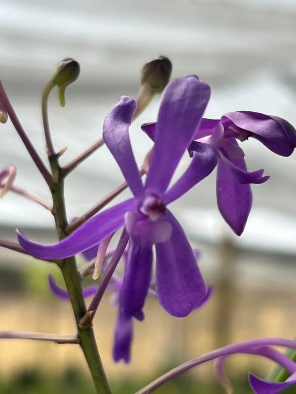 Vandachostilys Darwinara blue star