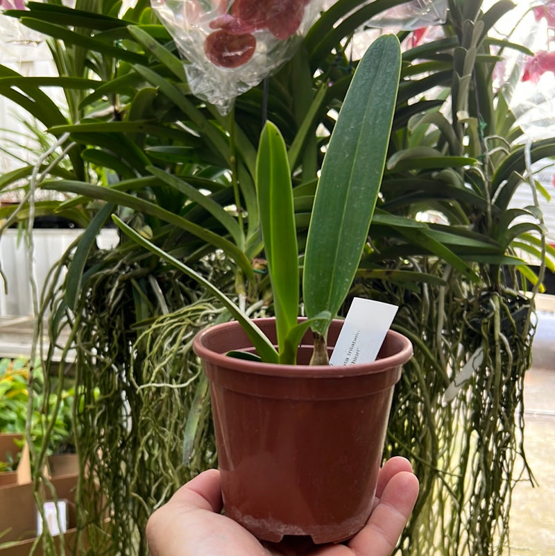 Laelia Purpurata VAR tipo Trilabelo (Mudinha)