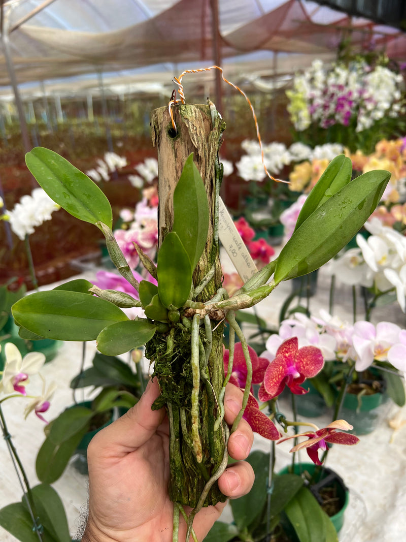 Cattleya Dolosa x C Walkeriana Alba (Pré adulta Plantada em troncos)