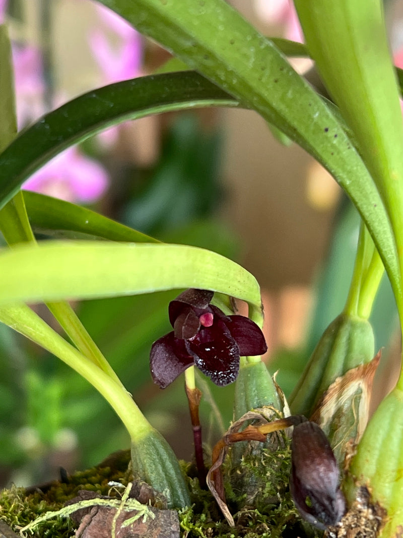 MAXILLARIA SCHUNKEANA