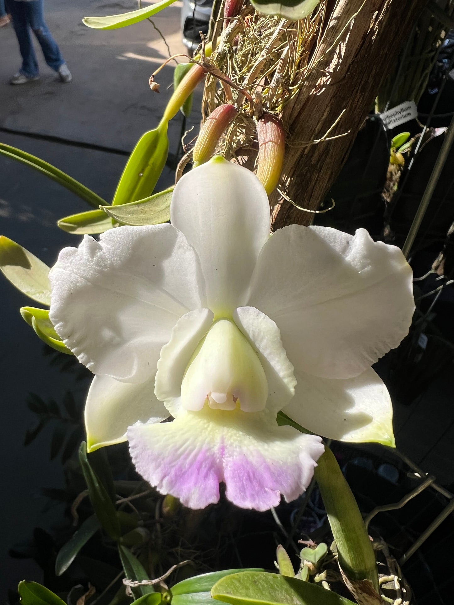 Cattleya Dolosa x C Walkeriana Alba (Pré adulta Plantada em troncos)