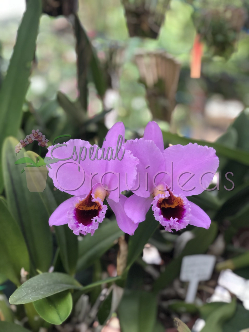 CATTLEYA PERCIVALIANA CARLA PORTO