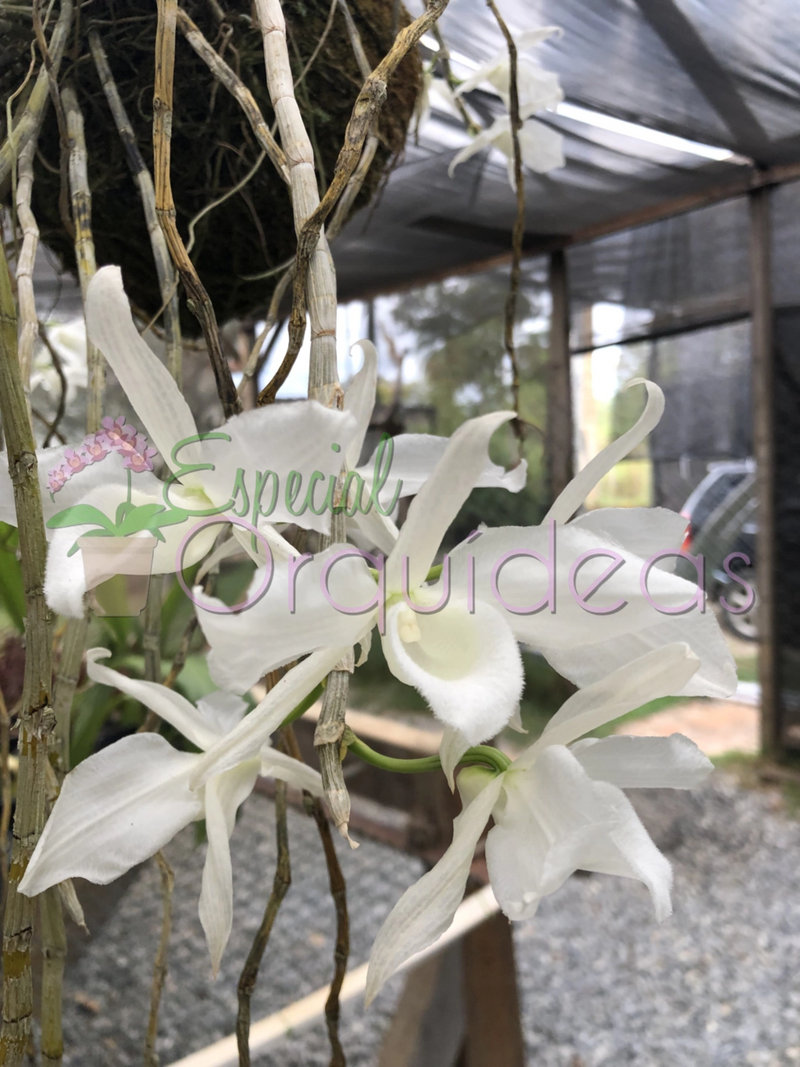 DENDROBIUM ANOSMUM ALBA