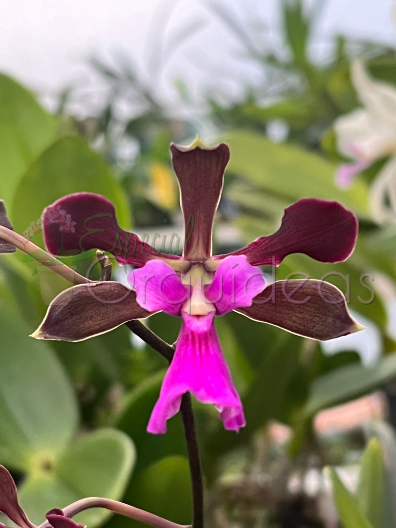 ENCYCLIA ATROPURPUREA X ADENOCAULA