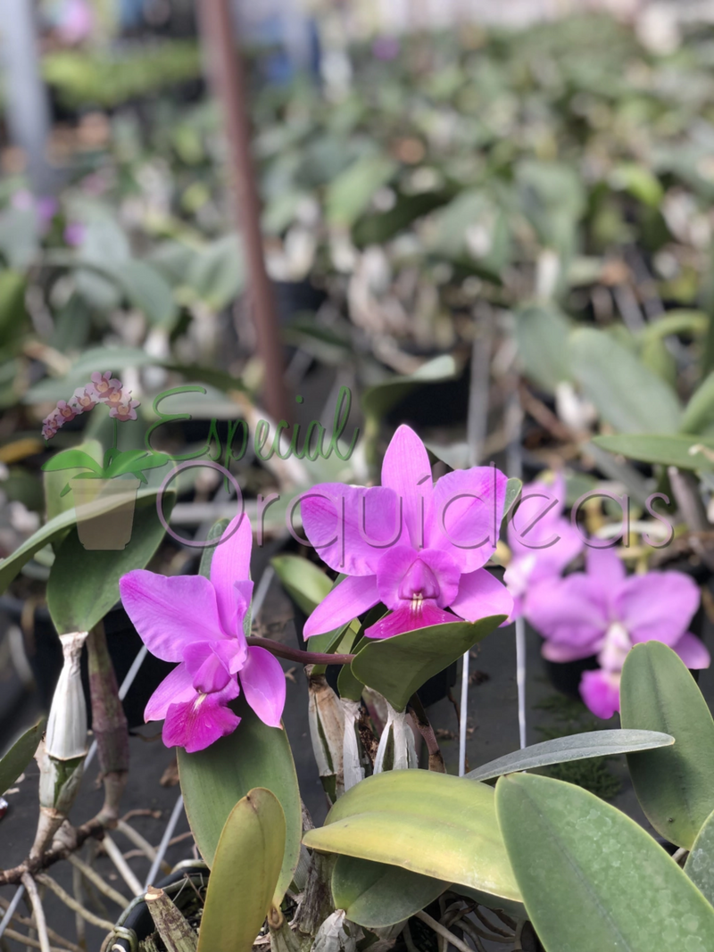 CATTLEYA WALKERIANA TIPO CRUZAMENTOS VARIADOS