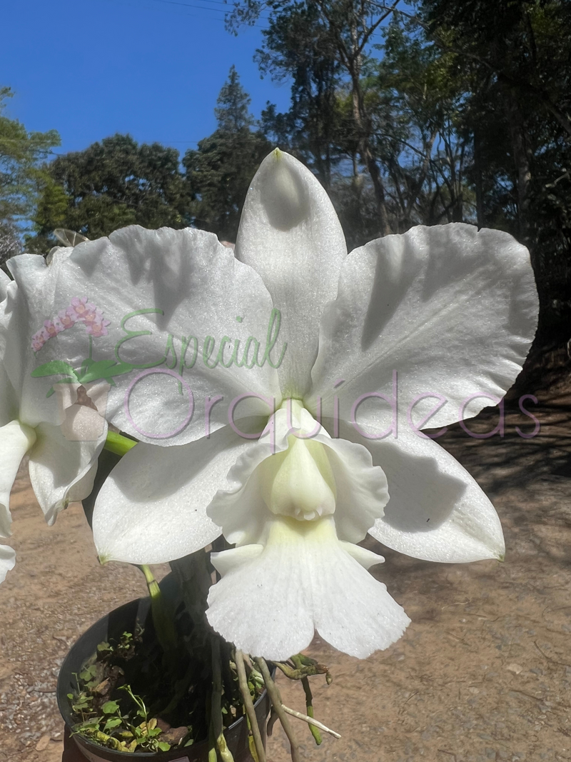 Cattleya aloha case ALBA raridade