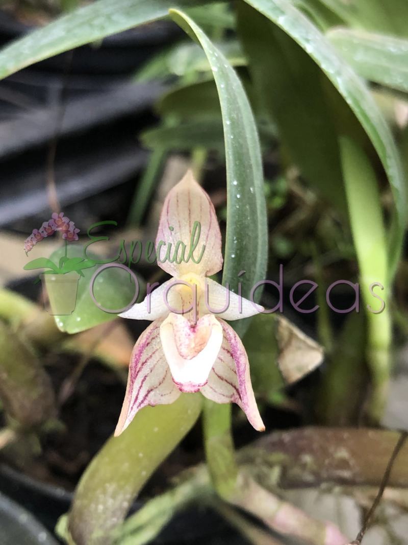 BULBOPHYLLUM AMBROSIA