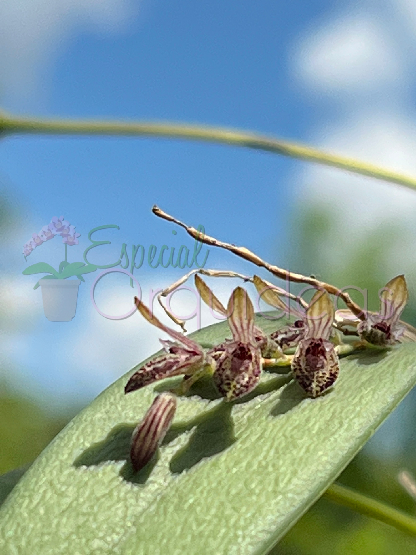 PLEUROTHALLIS TERES (MICRO)