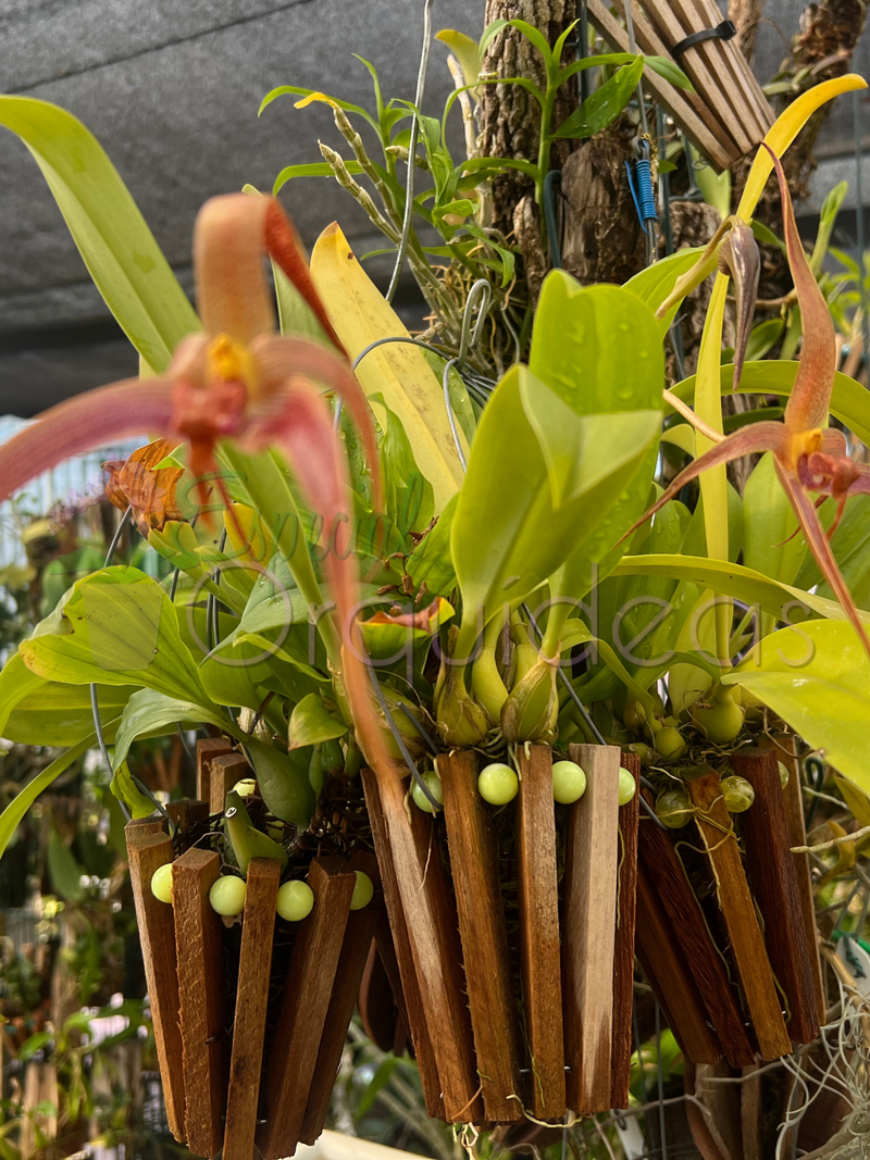 BULBOPHYLLUM JERSEY