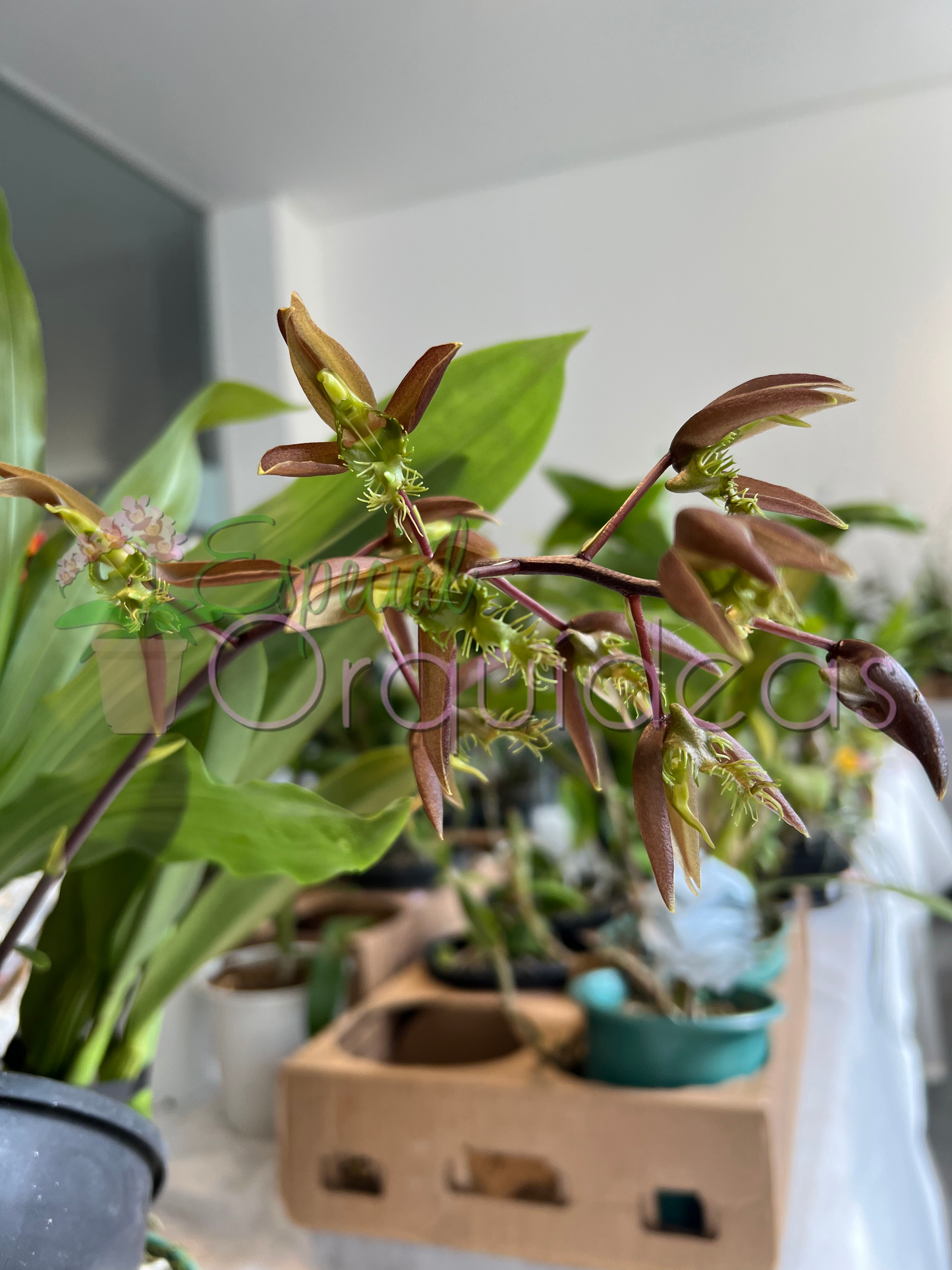 CATASETUM SEM ID FOTOS SÃO ILUSTRATIVAS