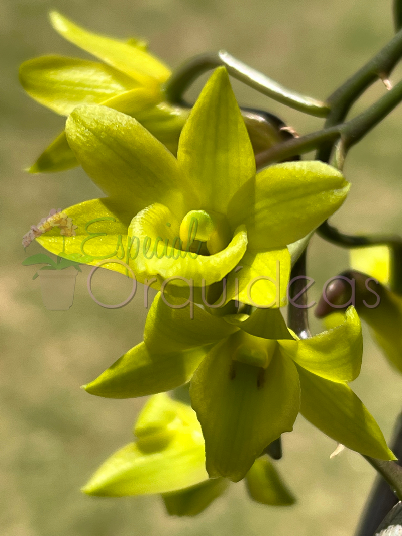 Dendrobium cerinum espécie da thailandia linda flor