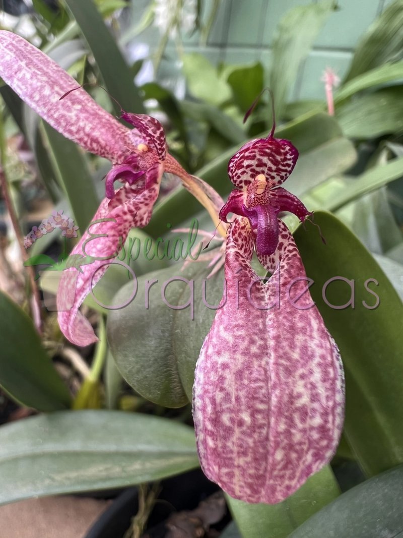 BULBOPHYLLUM EBERHARDTII