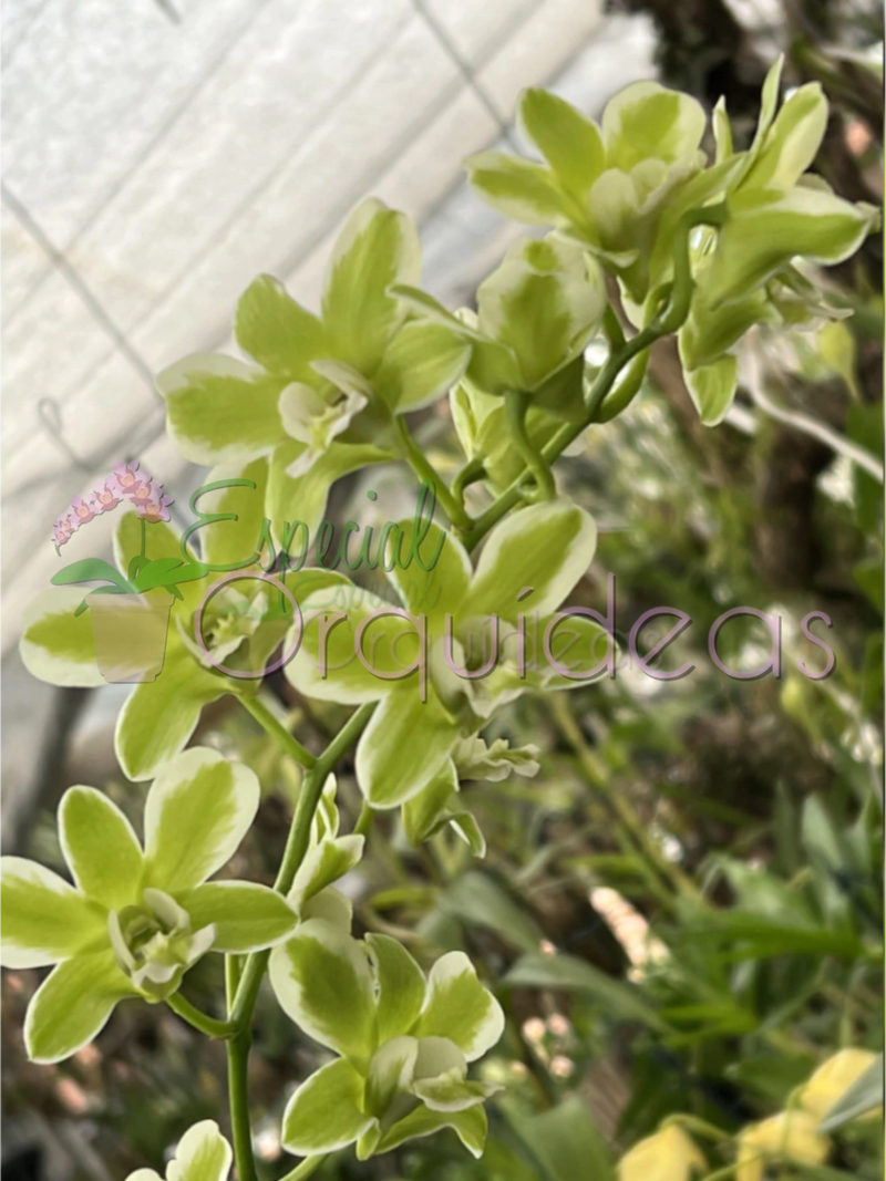 DENPHAL FLOR E VEGETAL VARIEGATA (PRÉ ADULTA)