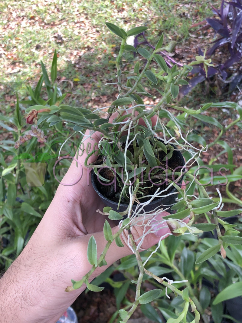 EPIDENDRUM PEPEROMIA