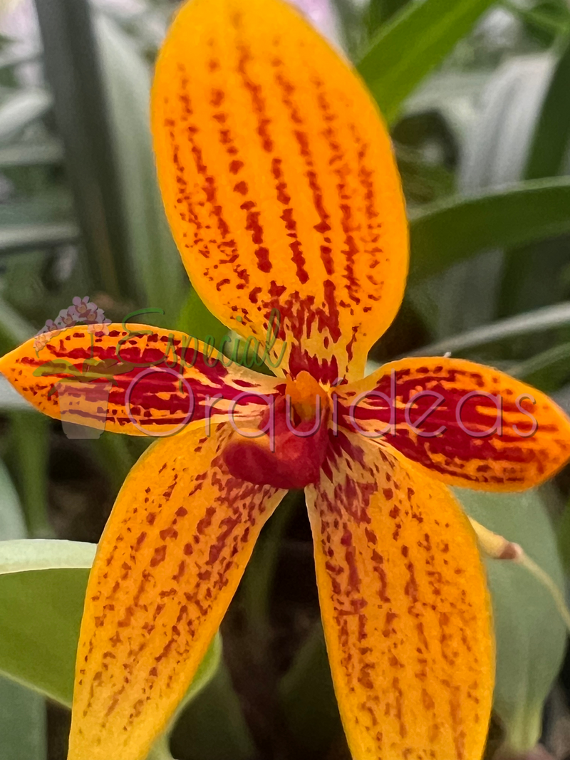 Bulbophyllum pardalotum (adulto)