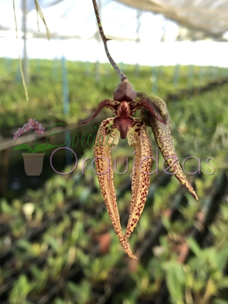 BULBOPHYLLUM LASIOCHILUM