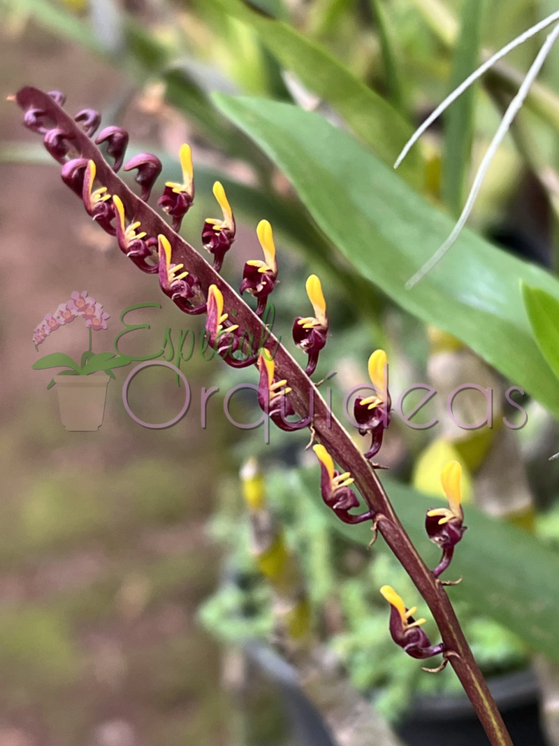 BULBOPHYLLUM FALCATUM (FLOR MICRO)