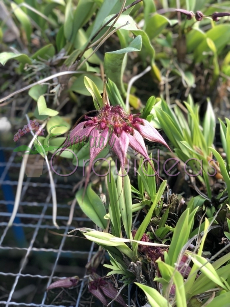 BULBOPHYLLUM ROTHSCHILDIANUM