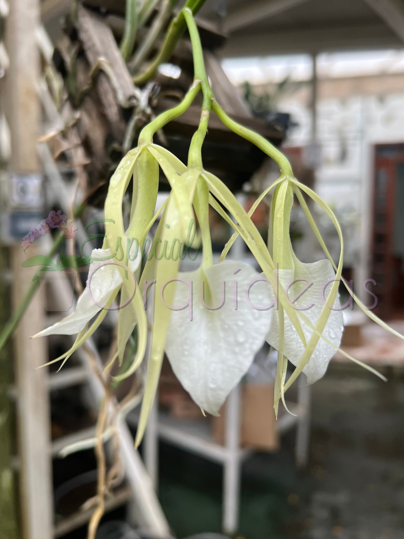 BRASSAVOLA NODOSA CACHEPO