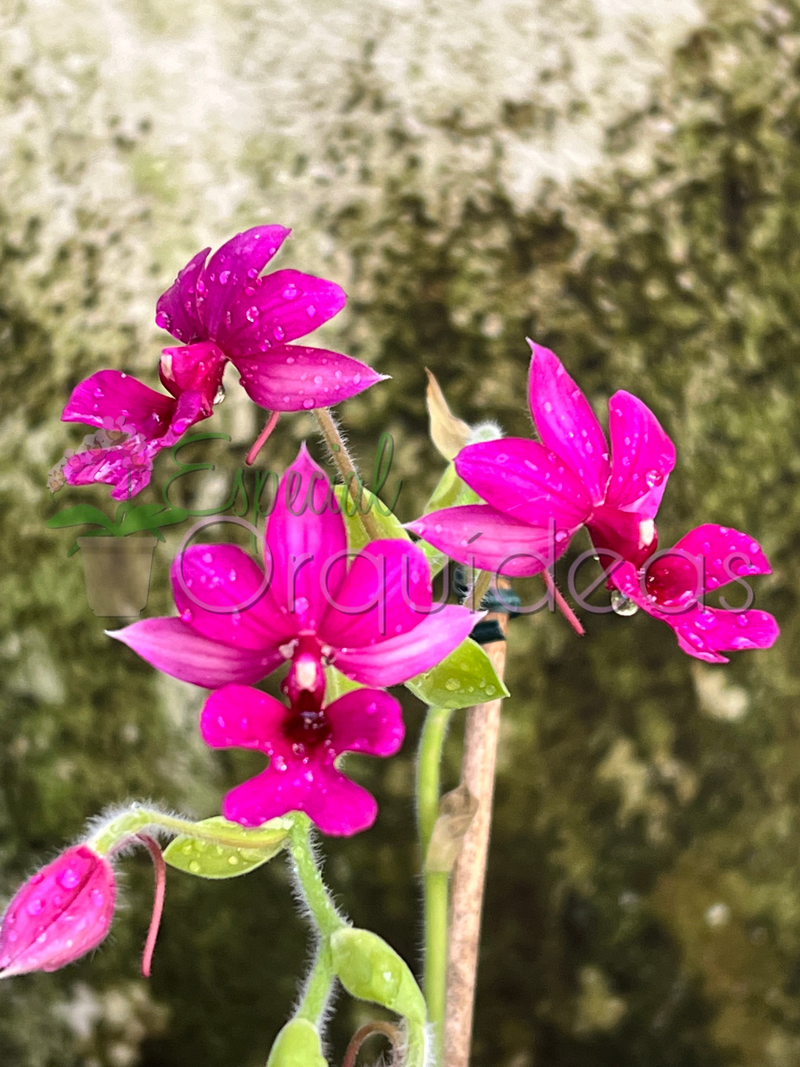 CALANTHE VESTITA RUBENS