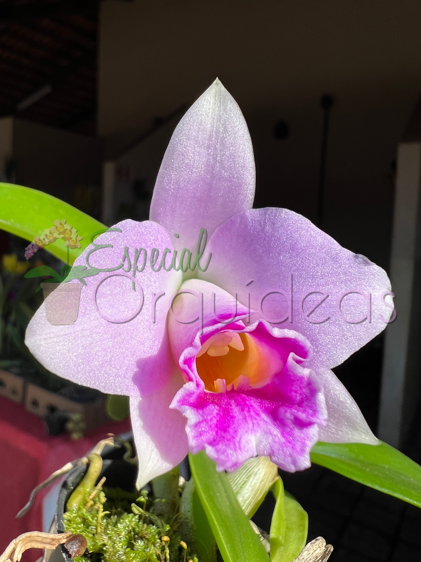 HADROLAELIA PUMILA X HADROLAELIA ORLATA