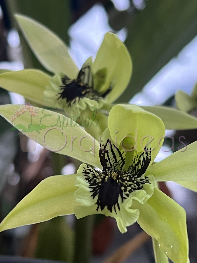 COELOGYNE PANDURATA