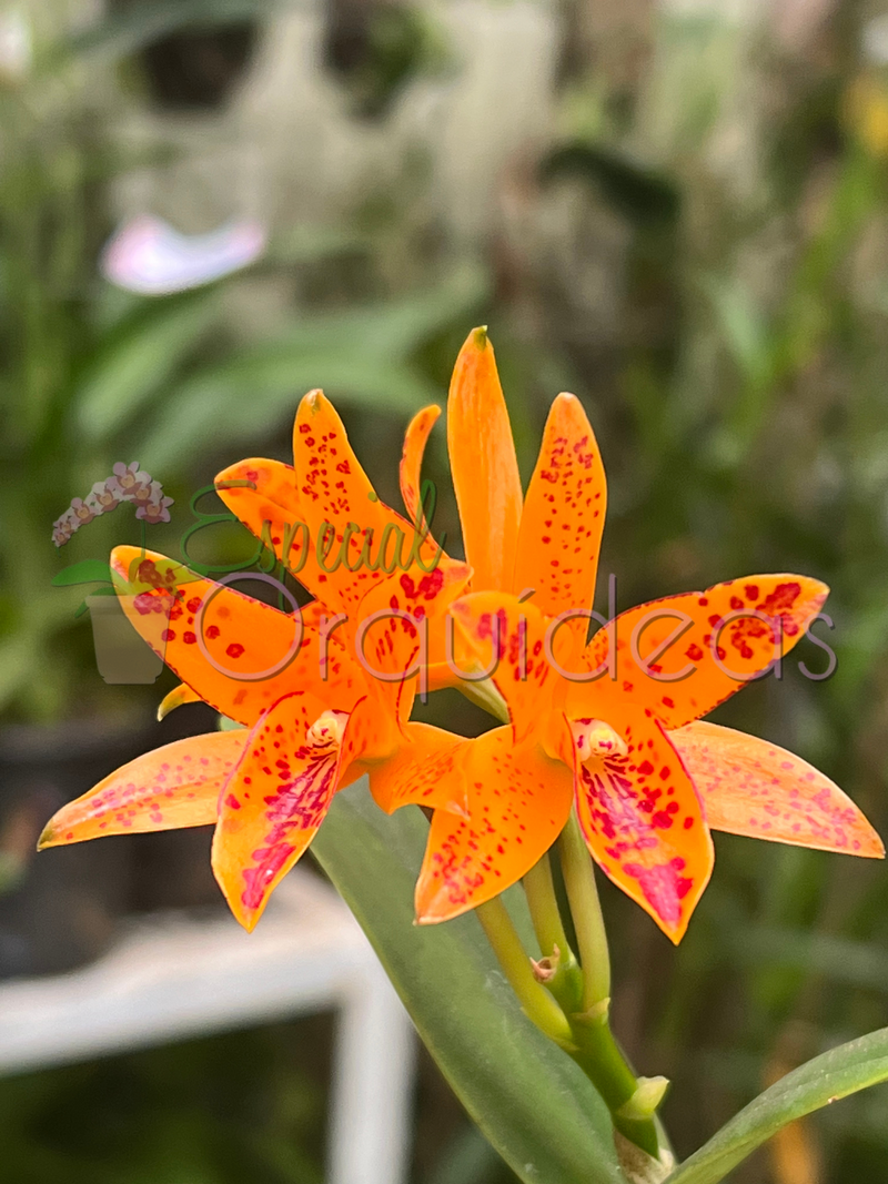 CATTLEYA AURANTIACA MICHIMA SPOTS