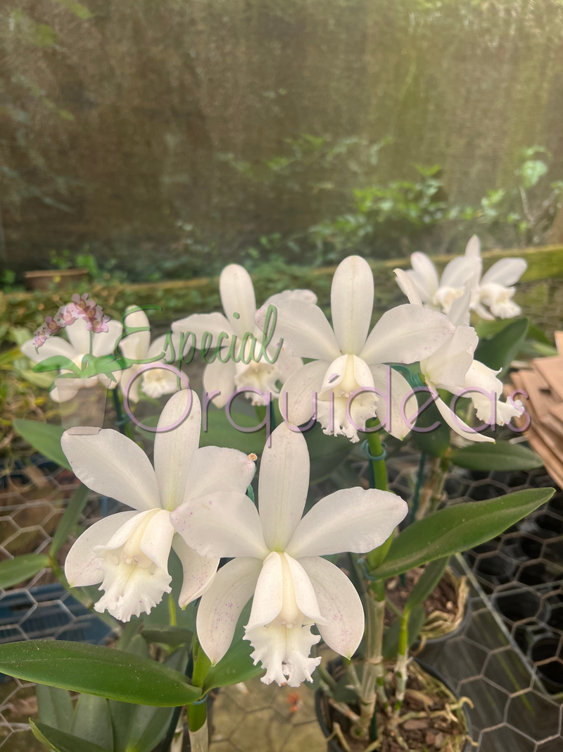 CATTLEYA INTERMEDIA ALBENCENS PUNCTATA SUZUKI