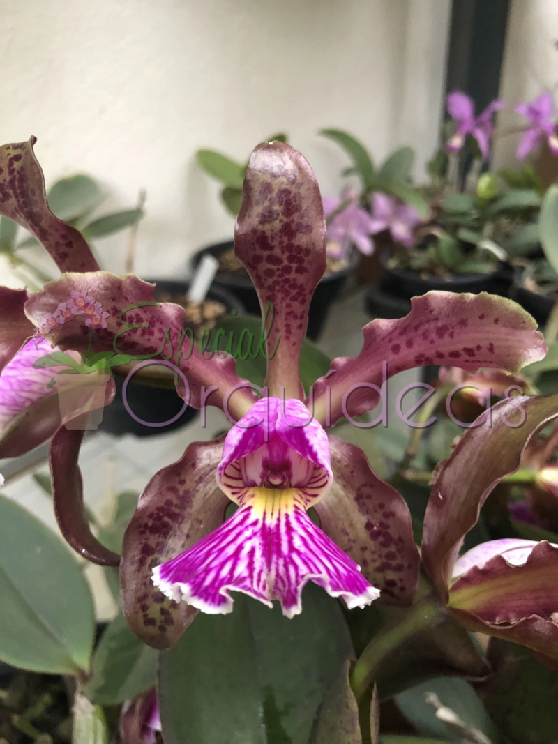 CATTLEYA SCHILLERIANA TIPO