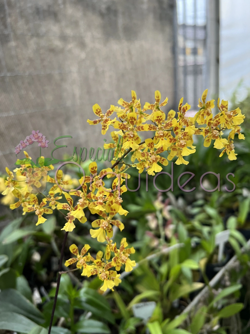 GRANDIPHYLLUM PULVINATUM X AURICULA