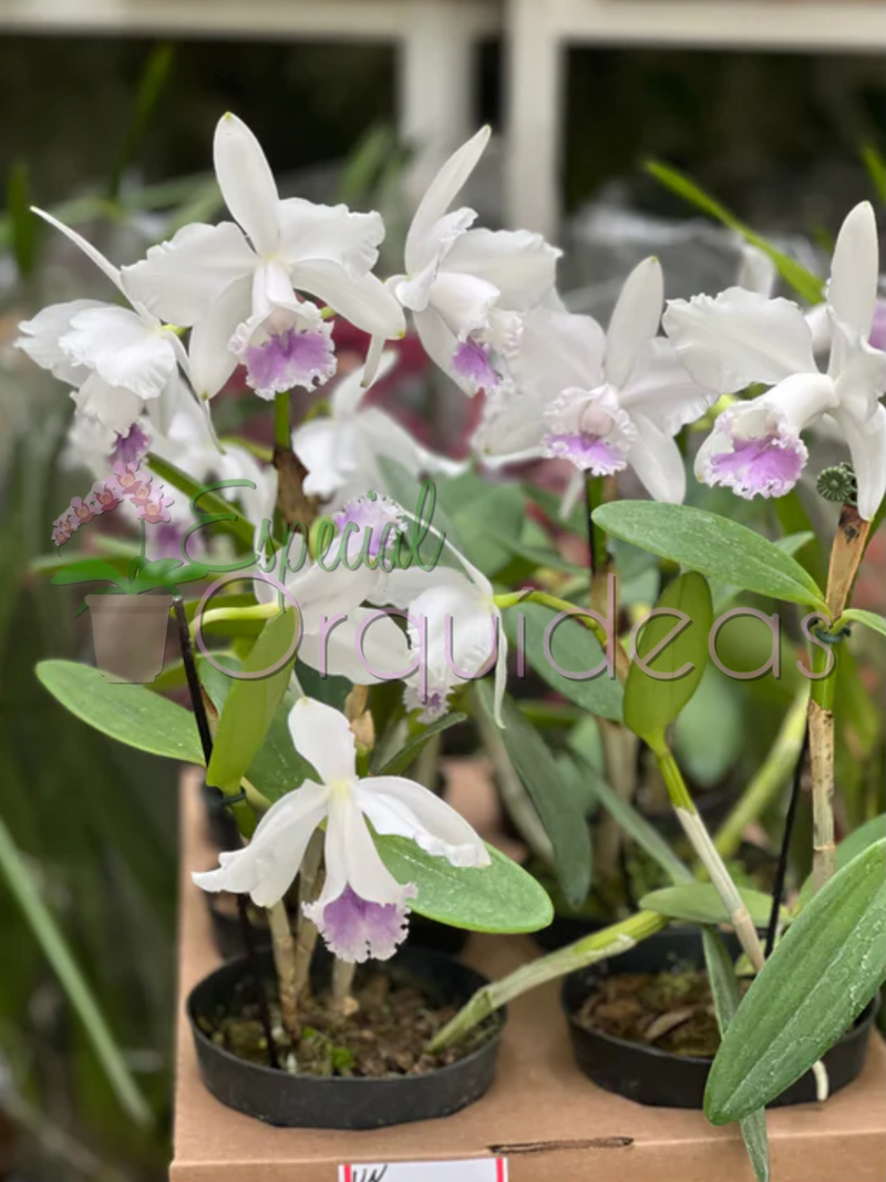 CATTLEYA DOLOSA COERULEA X C INTERMÉDIA COERULEA