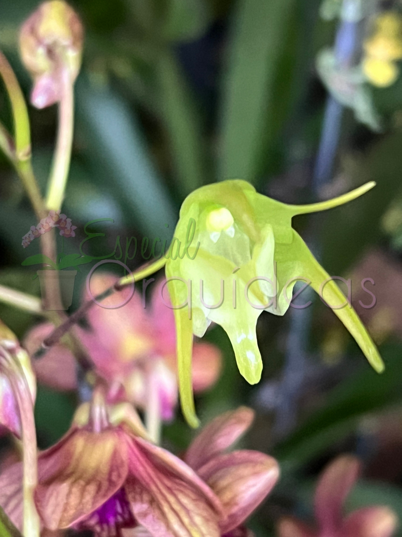 AERANTHES RAMOSA