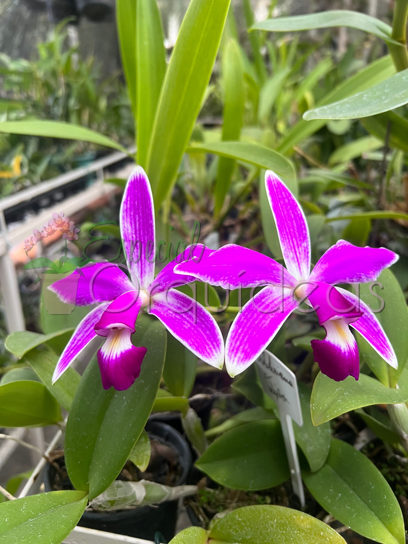 CATTLEYA VIOLACEA FLAMEA