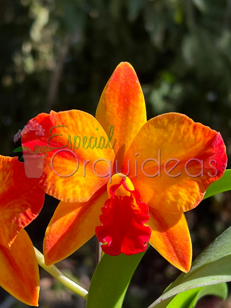 CATTLEYA AYRTON SENNA CACHEPÔ