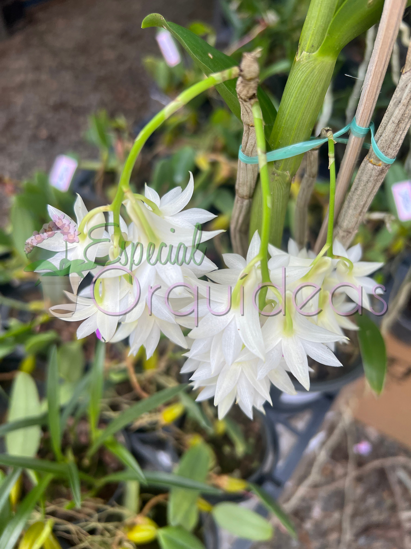 DENDROBIUM AMETISTOGLOSSUM