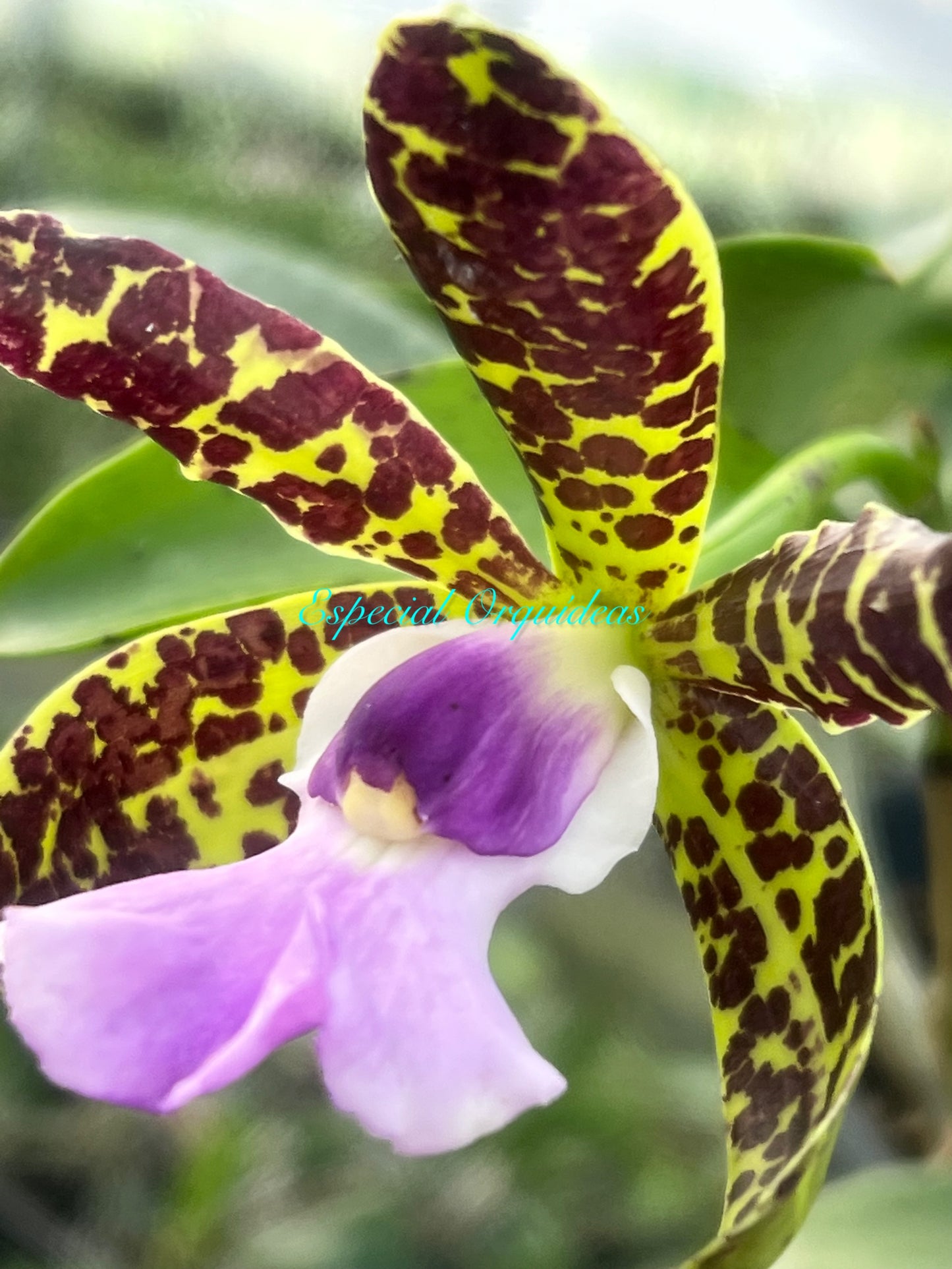 Cattleya aclandiae var coerulea