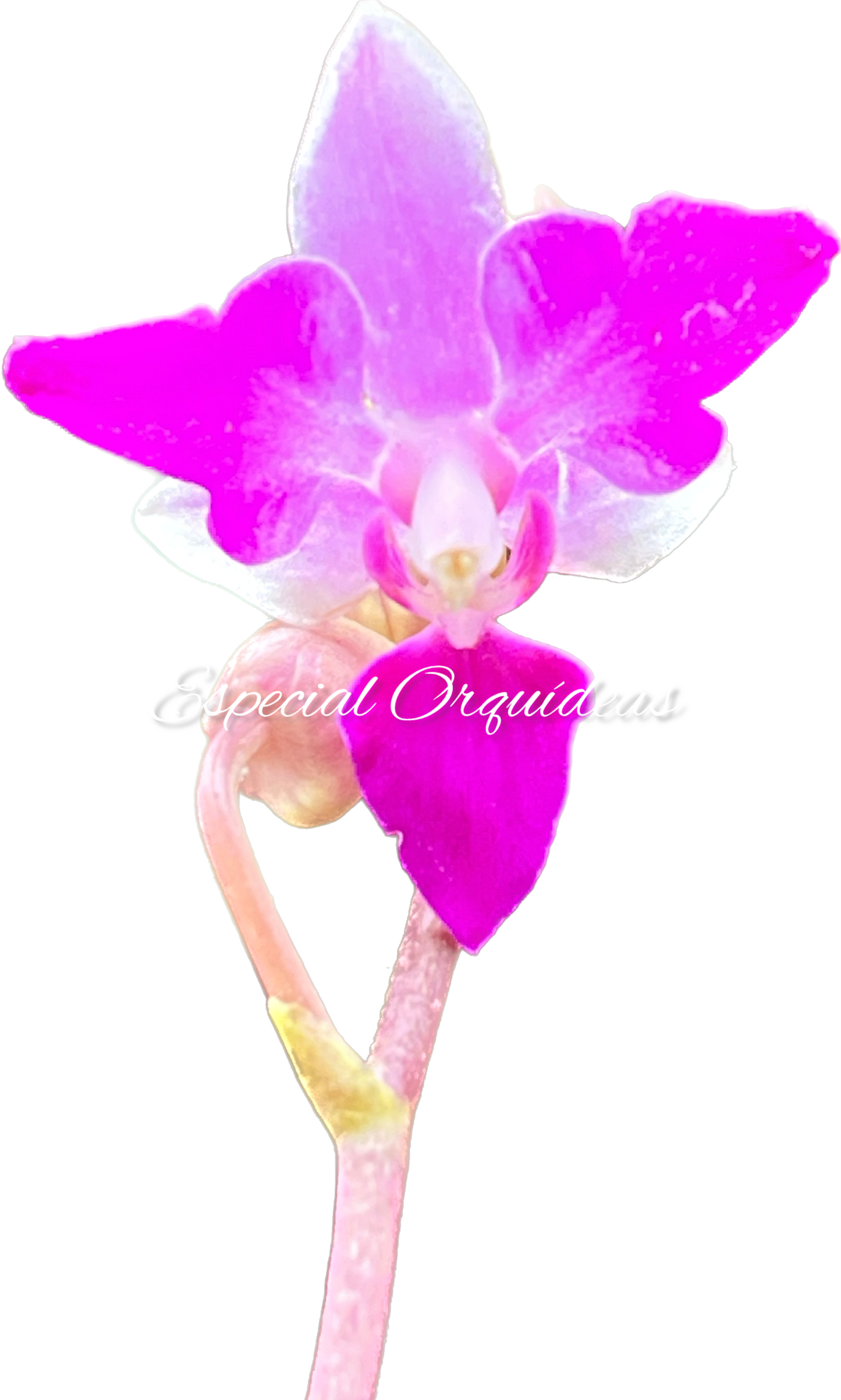 Phalaenopsis doritis tipo de flor diferente raridade