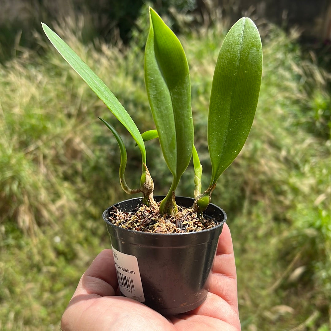 BULBOPHYLLUM CAMPANULATUM