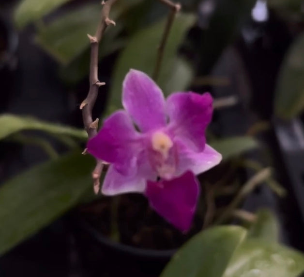 Kit 3 phalaenopsis raras exóticas