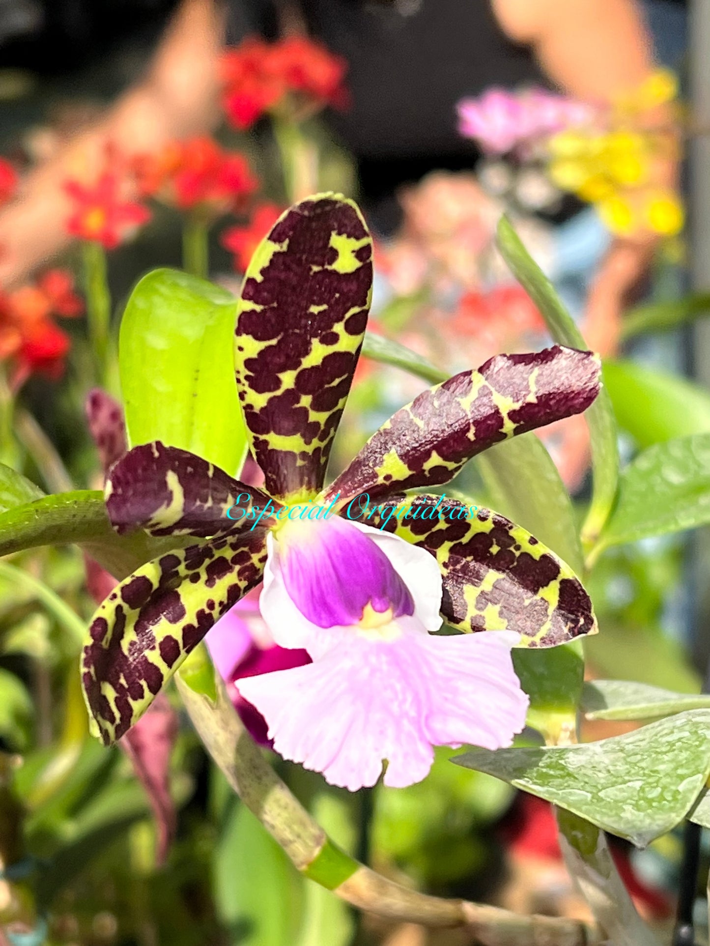 Cattleya aclandiae var coerulea
