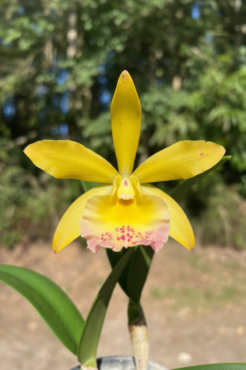 Brassocattleya River yellow